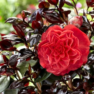 Camellia japonica 'Femme Fatale' - image 2