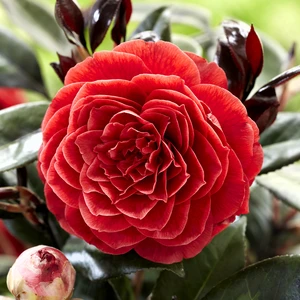 Camellia japonica 'Femme Fatale' - image 4