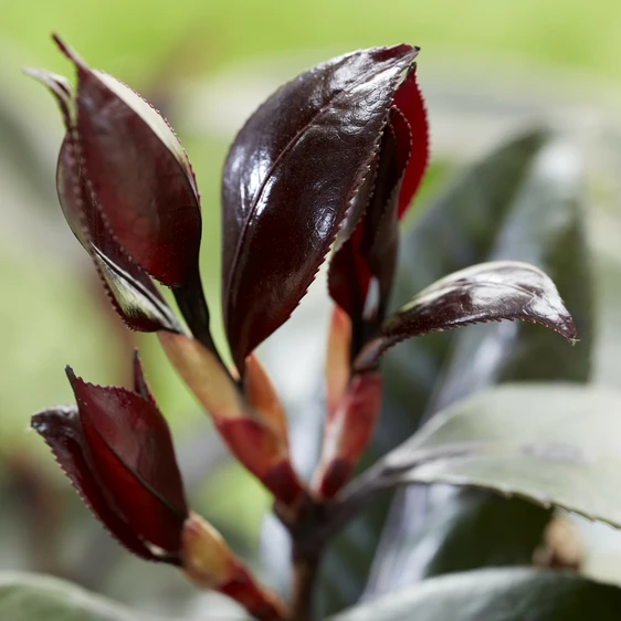 Camellia japonica 'Femme Fatale' - image 6
