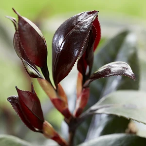 Camellia japonica 'Femme Fatale' - image 6