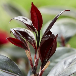 Camellia japonica 'Femme Fatale' - image 7