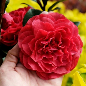 Camellia japonica 'Femme Fatale' - image 3