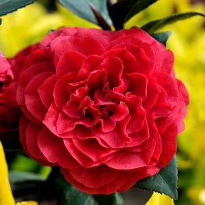 Camellia japonica 'Femme Fatale' - image 5