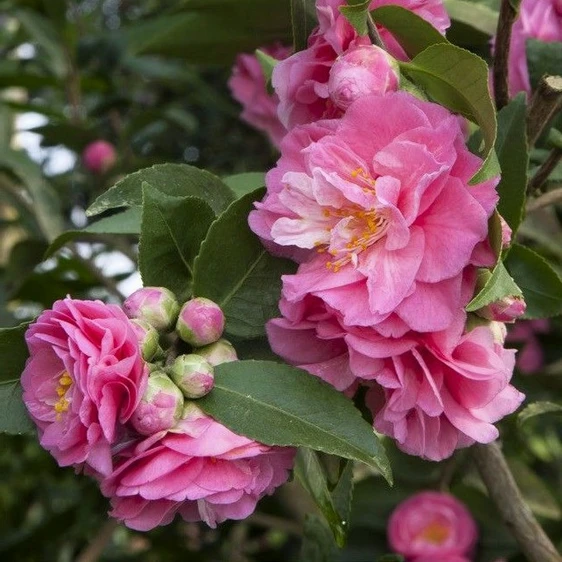 Camellia lutchuensis 'Fragrant Joy'