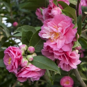 Camellia lutchuensis 'Fragrant Joy'