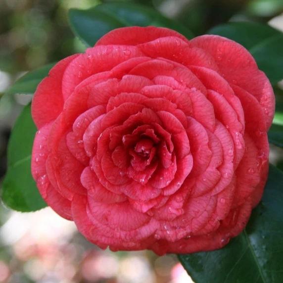 Image Credit: International Camellia Register