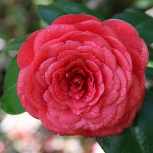 Image Credit: International Camellia Register