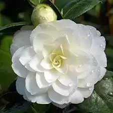 Camellia japonica 'Golden Anniversary' 2L