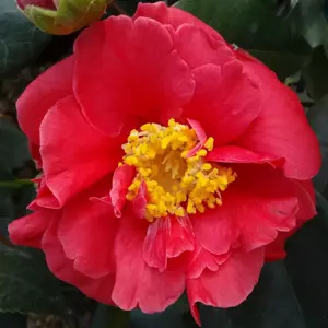 Camellia 'Guilio Nuccio'