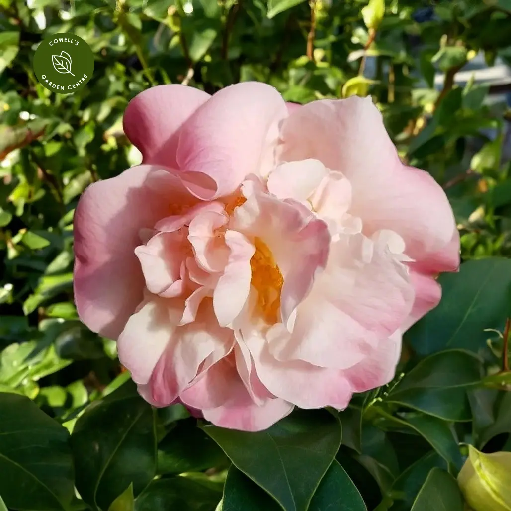 Camellia garden on sale perfume