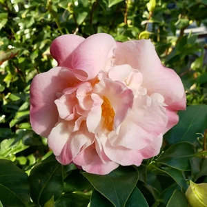 Camellia japonica 'High Fragrance' - image 4