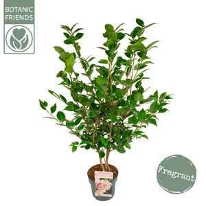 Camellia japonica 'High Fragrance' - image 2
