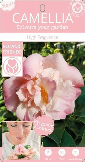 Camellia japonica 'High Fragrance' - image 3