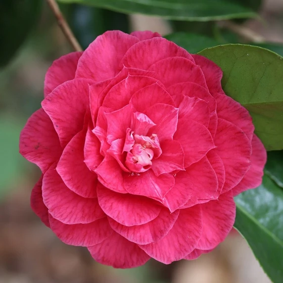 Image Credit: International Camellia Register