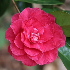 Image Credit: International Camellia Register