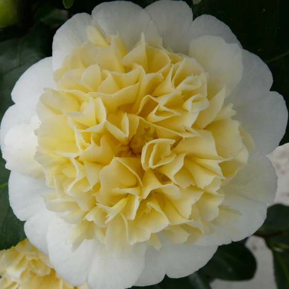 Camellia x williamsii 'Jury's Yellow' 2L - image 3