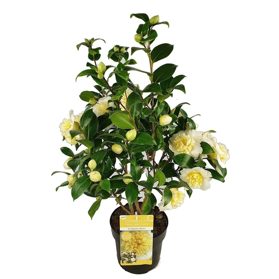Camellia x williamsii 'Jury's Yellow' 2L - image 5