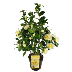 Camellia x williamsii 'Jury's Yellow' 2L - image 5
