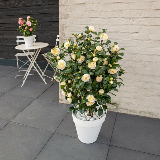 Camellia x williamsii 'Jury's Yellow' 10L - image 4