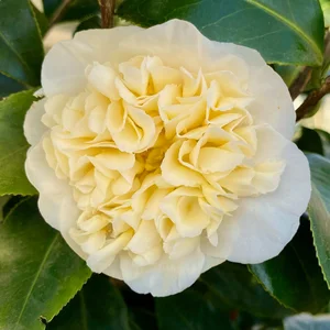 Camellia x williamsii 'Jury's Yellow' 10L - image 1