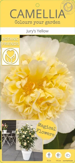 Camellia x williamsii 'Jury's Yellow' 10L - image 6