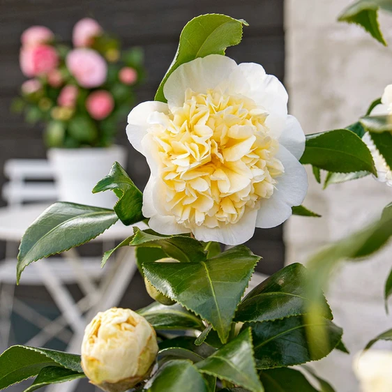 Camellia x williamsii 'Jury's Yellow' 10L - image 2