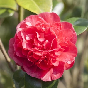 Camellia japonica 'Kramer's Supreme'