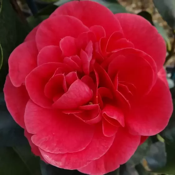 Camellia japonica 'Lady Campbell' 3L