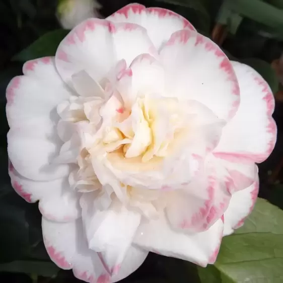 Camellia japonica 'Margaret Davis' 1.5L