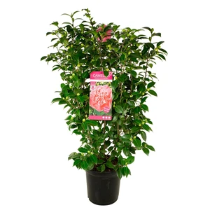Camellia japonica 'Mary Bracey' 10L - image 2