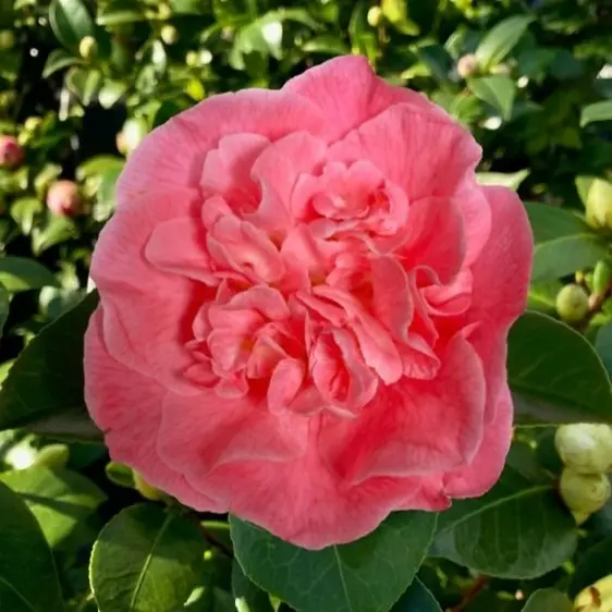 Camellia japonica 'Mary Bracey' 10L - image 1