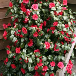 Camellia reticulata 'Mary Williams' 1.5L - image 2