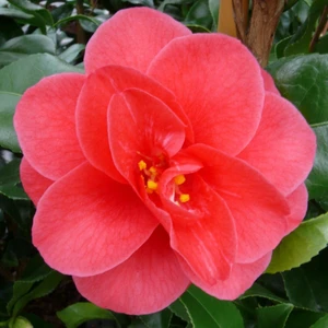 Camellia reticulata 'Mary Williams' 14cm - image 4