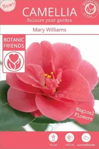 Camellia reticulata 'Mary Williams' 1.5L - image 3