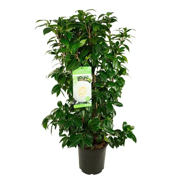 Camellia japonica 'Matterhorn' - image 2