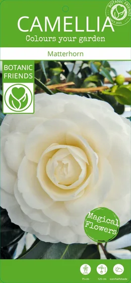 Camellia japonica 'Matterhorn' - image 2
