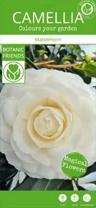 Camellia japonica 'Matterhorn' - image 2