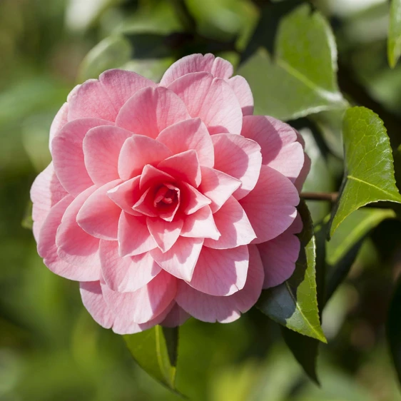 Camellia japonica 'Mrs Tingley' - image 1