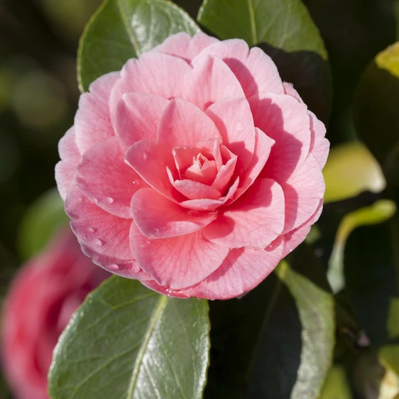 Camellia japonica 'Mrs Tingley' - image 2