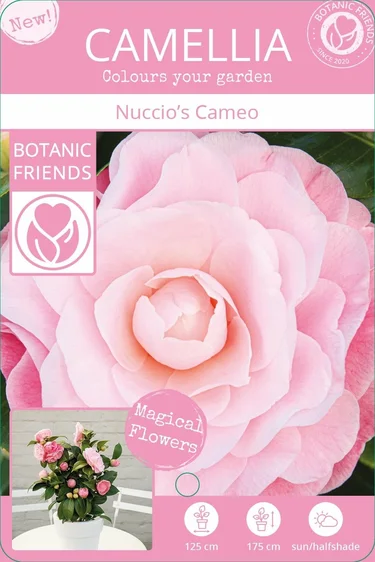 Camellia japonica 'Nuccio's Cameo' 3L - image 2