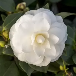 Camellia japonica 'Nuccio's Gem' 1.5L - image 1