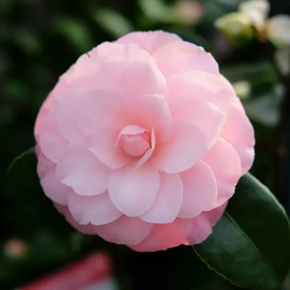 Camellia japonica 'October Affair'