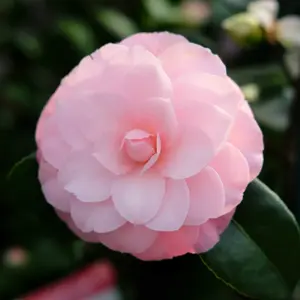 Camellia 'October Affair'