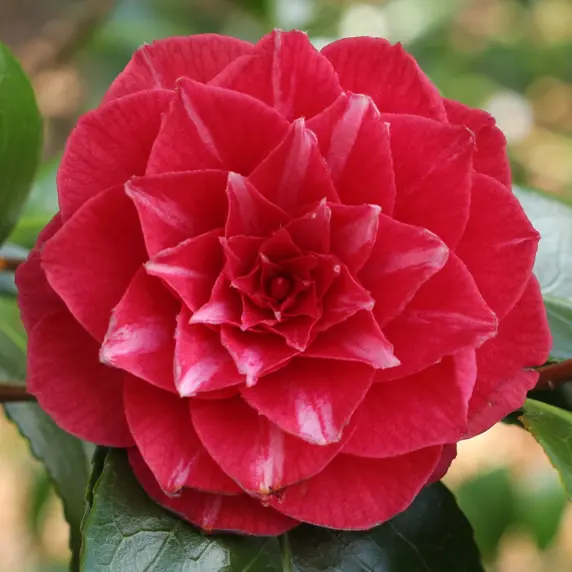 Picture Credit - Jim's Camellias