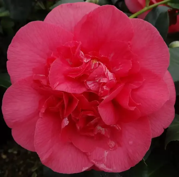 Camellia japonica 'R. L. Wheeler' 1.5L