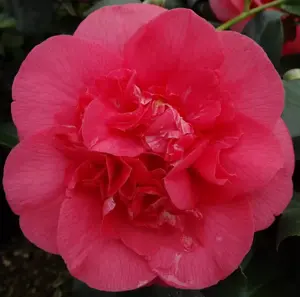 Camellia 'R. L. Wheeler'