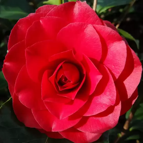 Camellia japonica 'Roger Hall' 3L