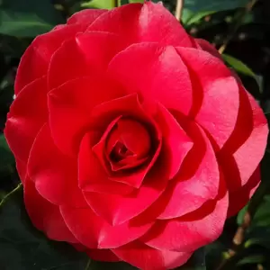 Camellia japonica 'Roger Hall' 3L