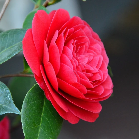 Camellia japonica 'Roja'