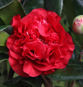 Camellia x williamsii 'Ruby Wedding' 3L